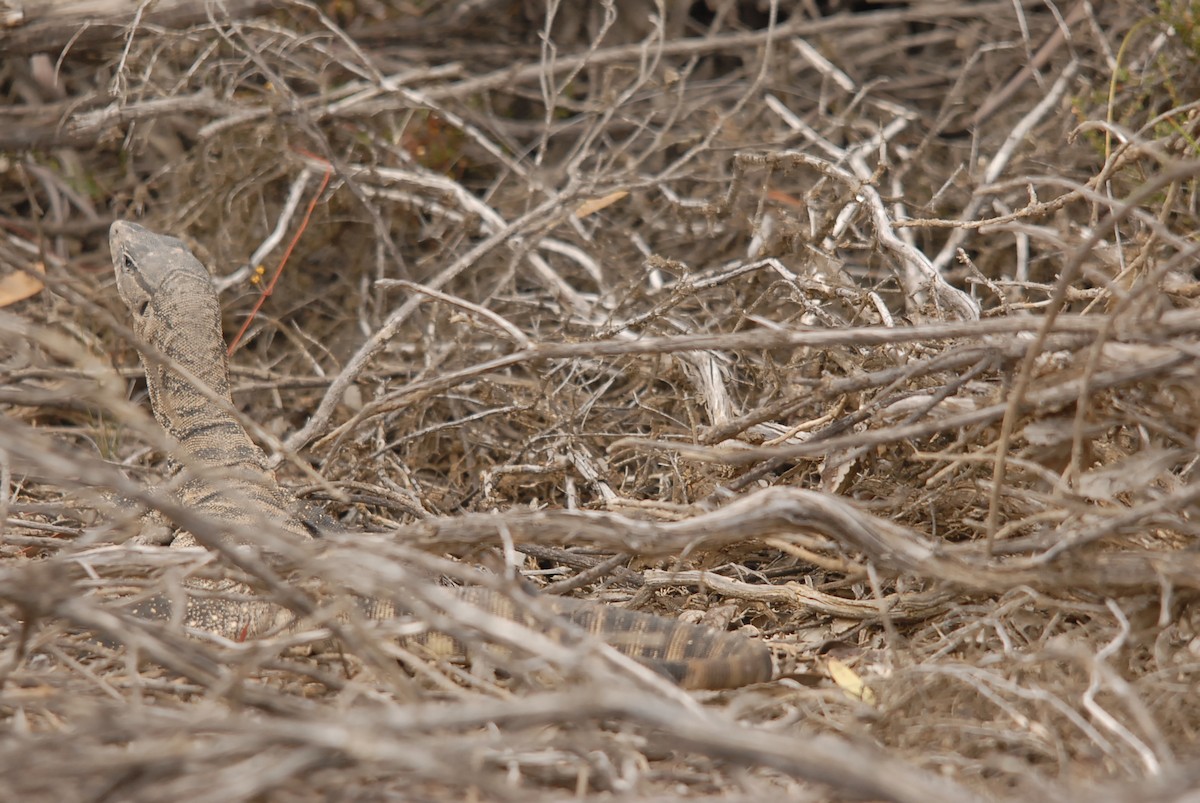 Heath Monitor - ML646682876