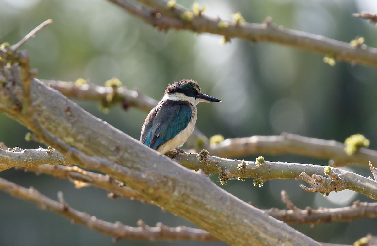 Sacred Kingfisher - ML646682878