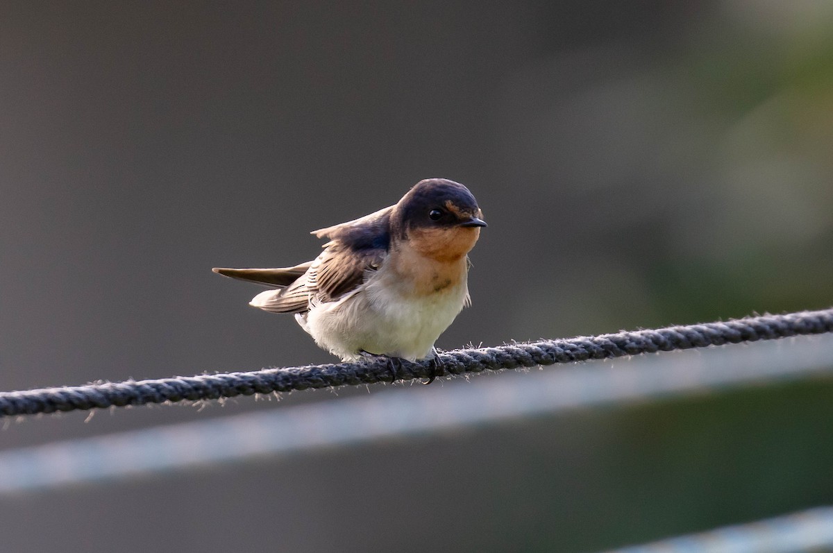 Welcome Swallow - ML646682881