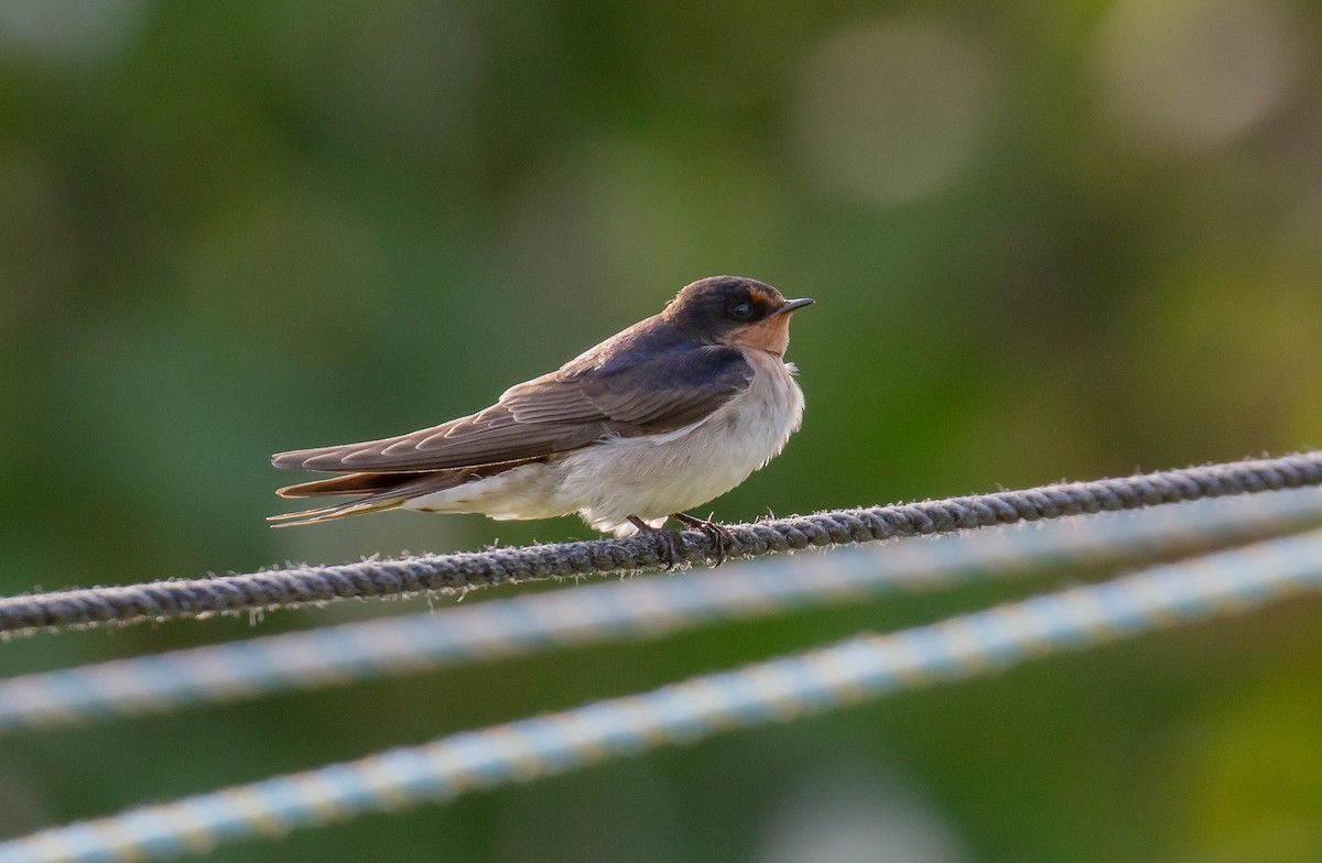 Welcome Swallow - ML646682882