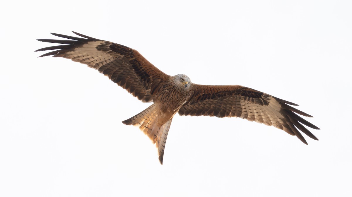 Red Kite - ML646682883
