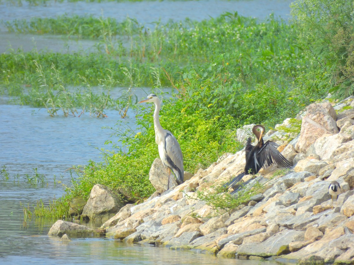 orientslangehals - ML646682884