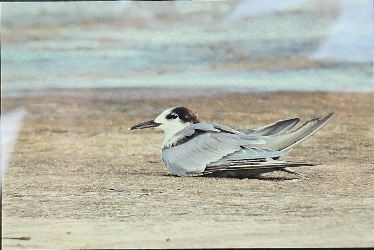 アジサシ - ML646682886