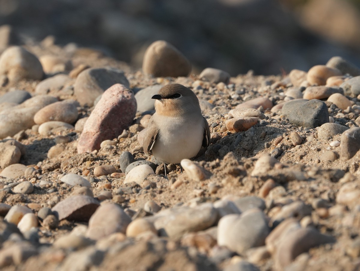 Дерихвіст малий - ML646682887