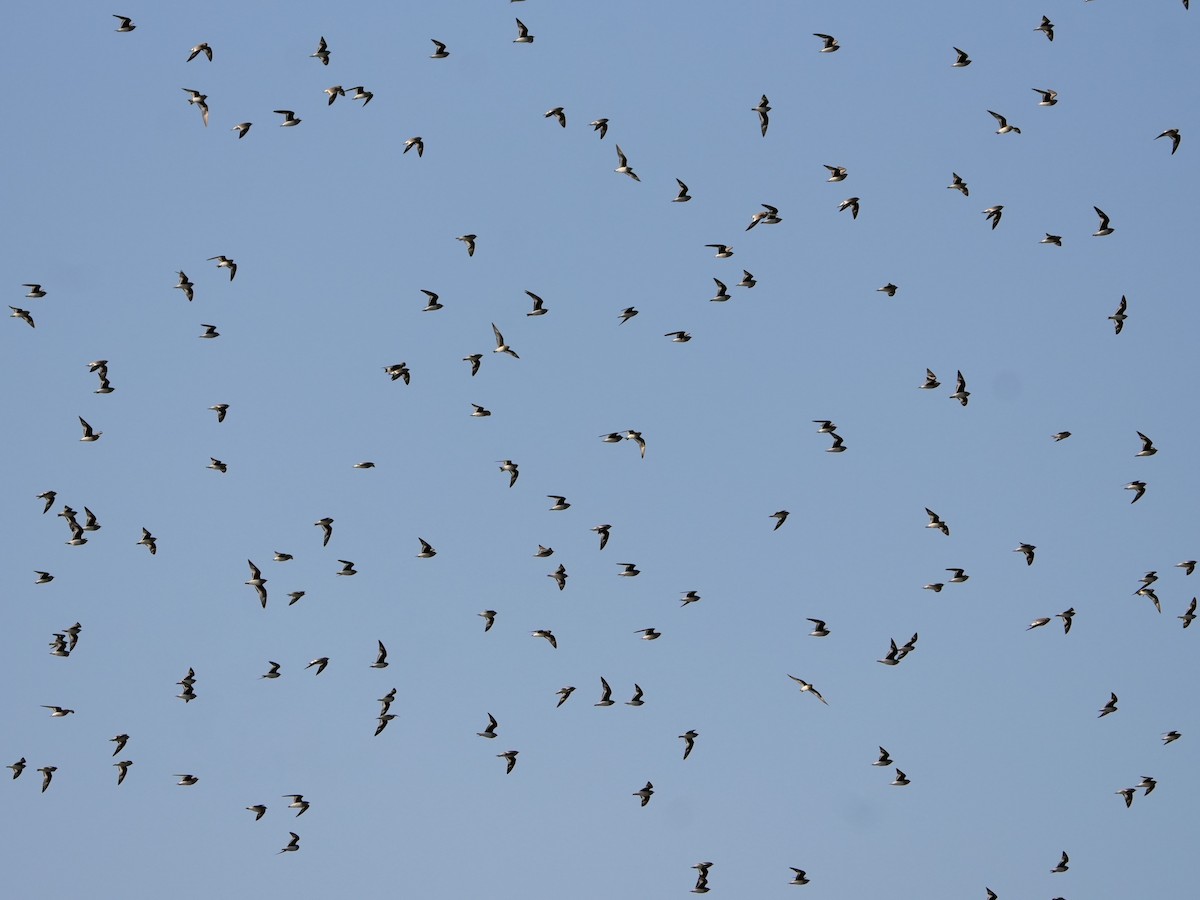 Дерихвіст малий - ML646682888