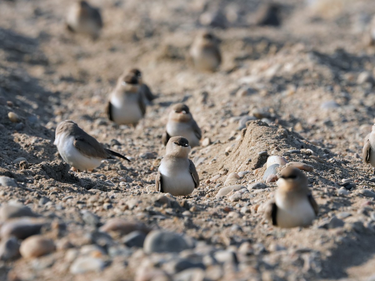 Дерихвіст малий - ML646682889