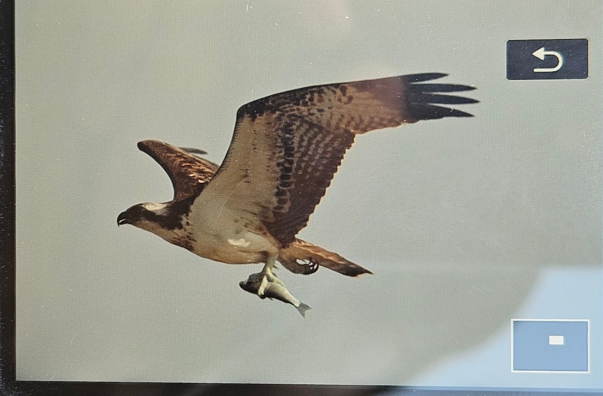 ミサゴ - ML646682899