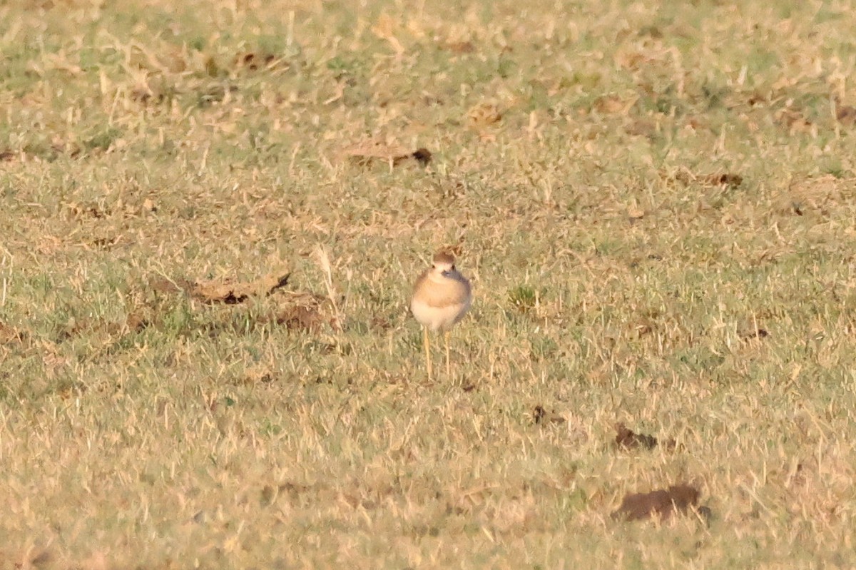 オオチドリ - ML646682900