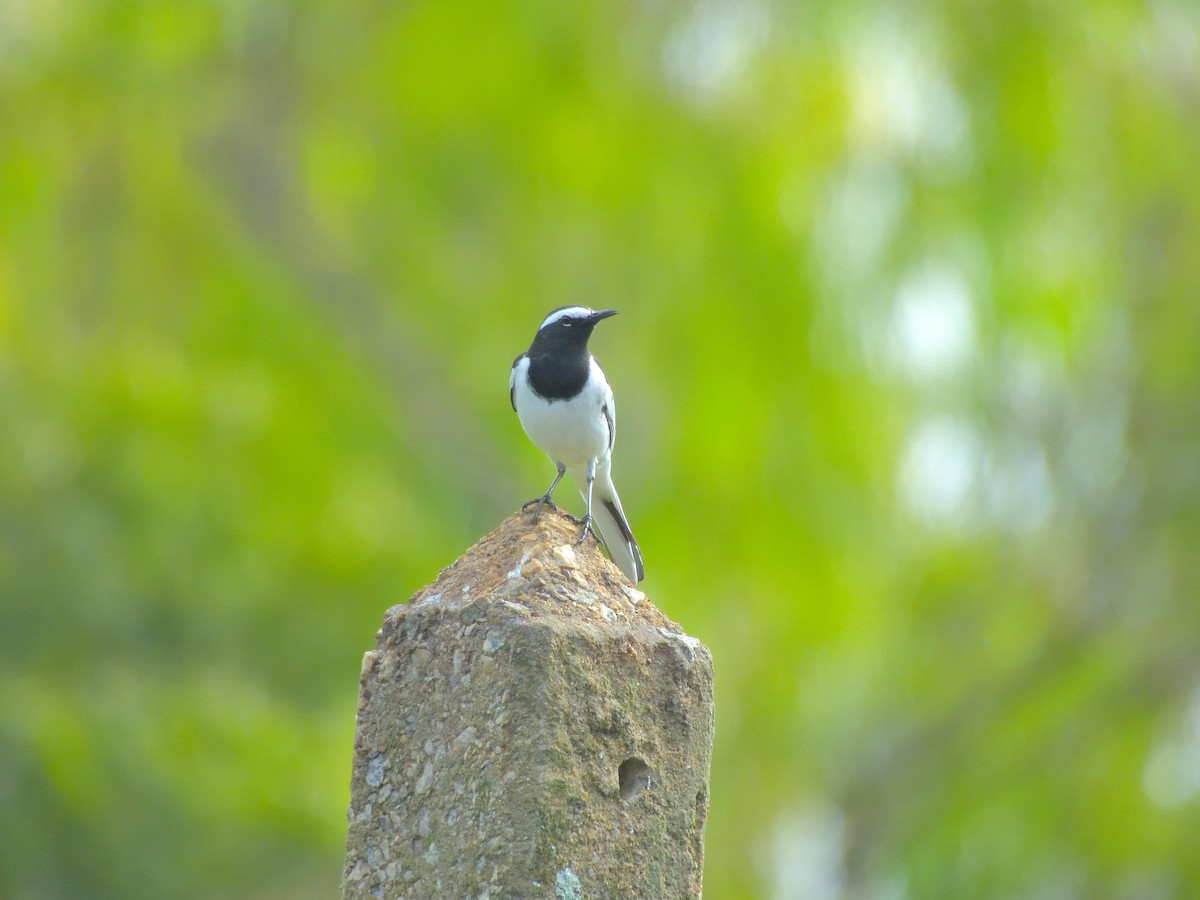 Bergeronnette indienne - ML646682901