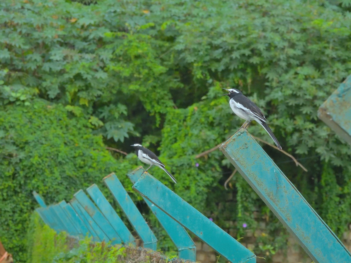 Bergeronnette indienne - ML646682902