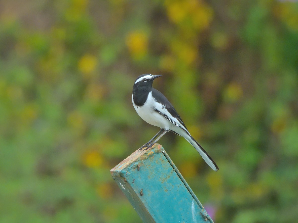 Bergeronnette indienne - ML646682903