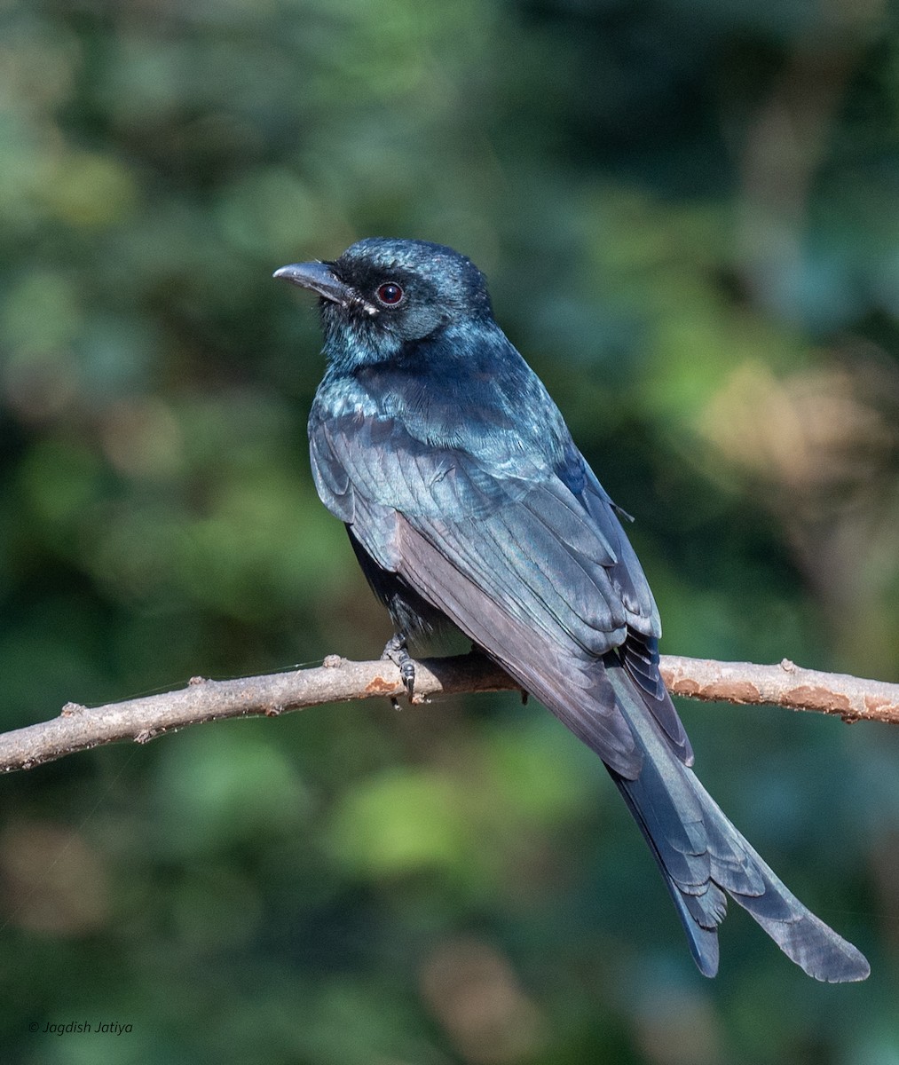 Black Drongo - ML646682904
