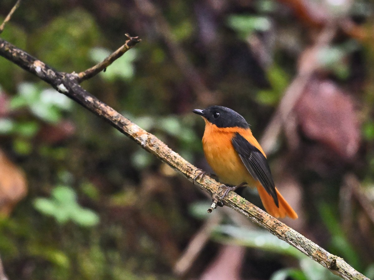 Black-and-orange Flycatcher - ML646682910