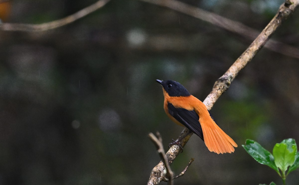 Black-and-orange Flycatcher - ML646682911