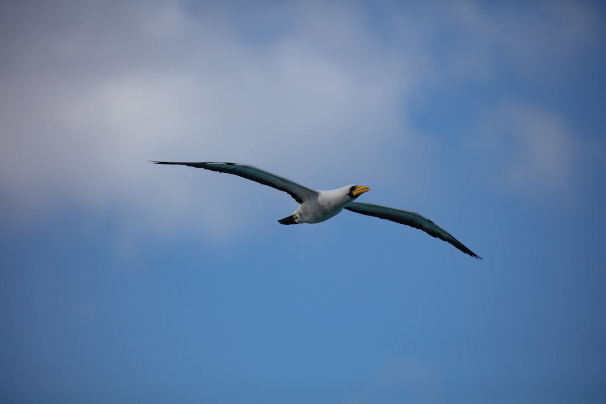 Masked Booby - ML646682920
