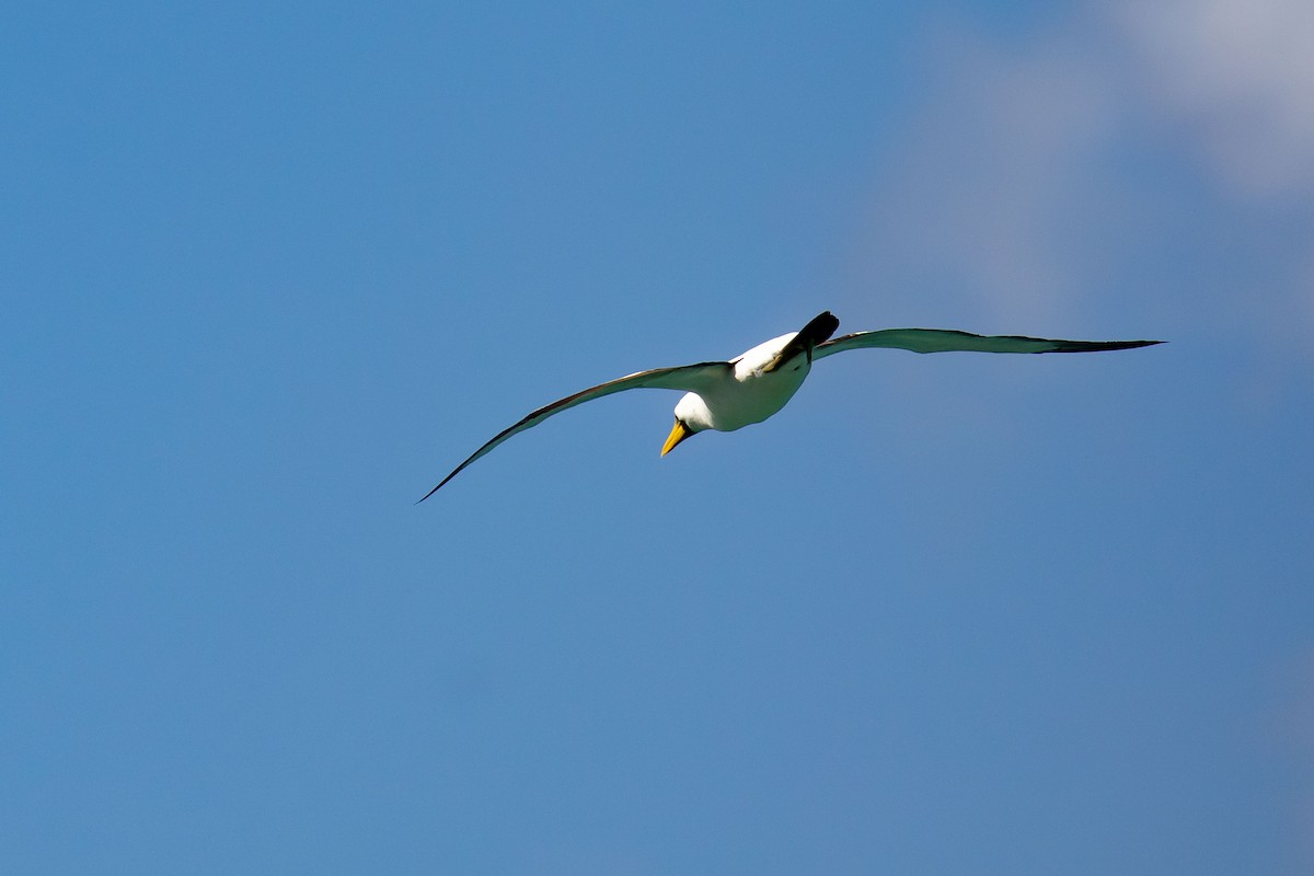 Masked Booby - ML646682921