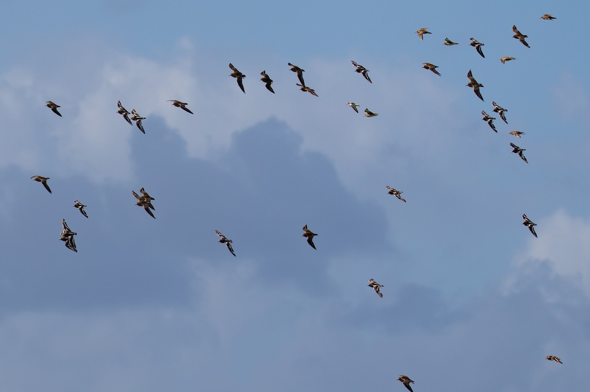 Ruddy Turnstone - ML646682923