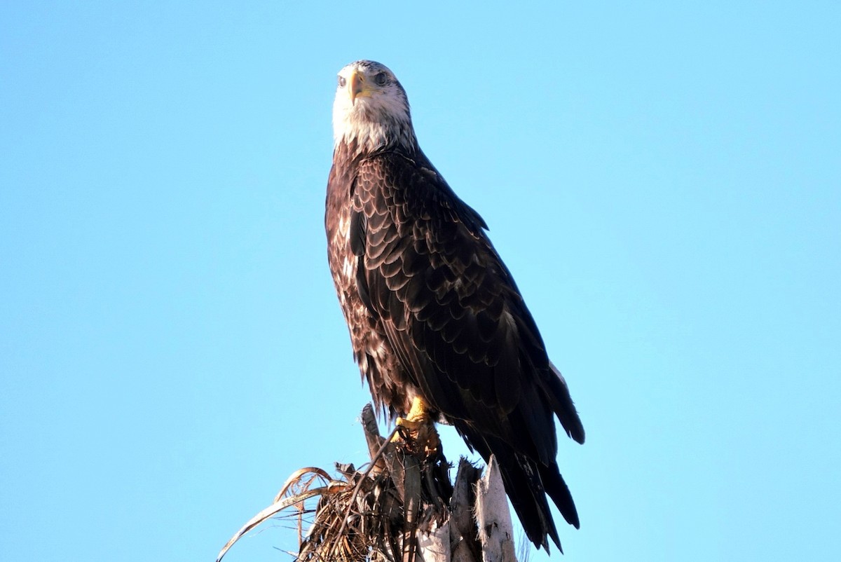 Bald Eagle - ML646682924