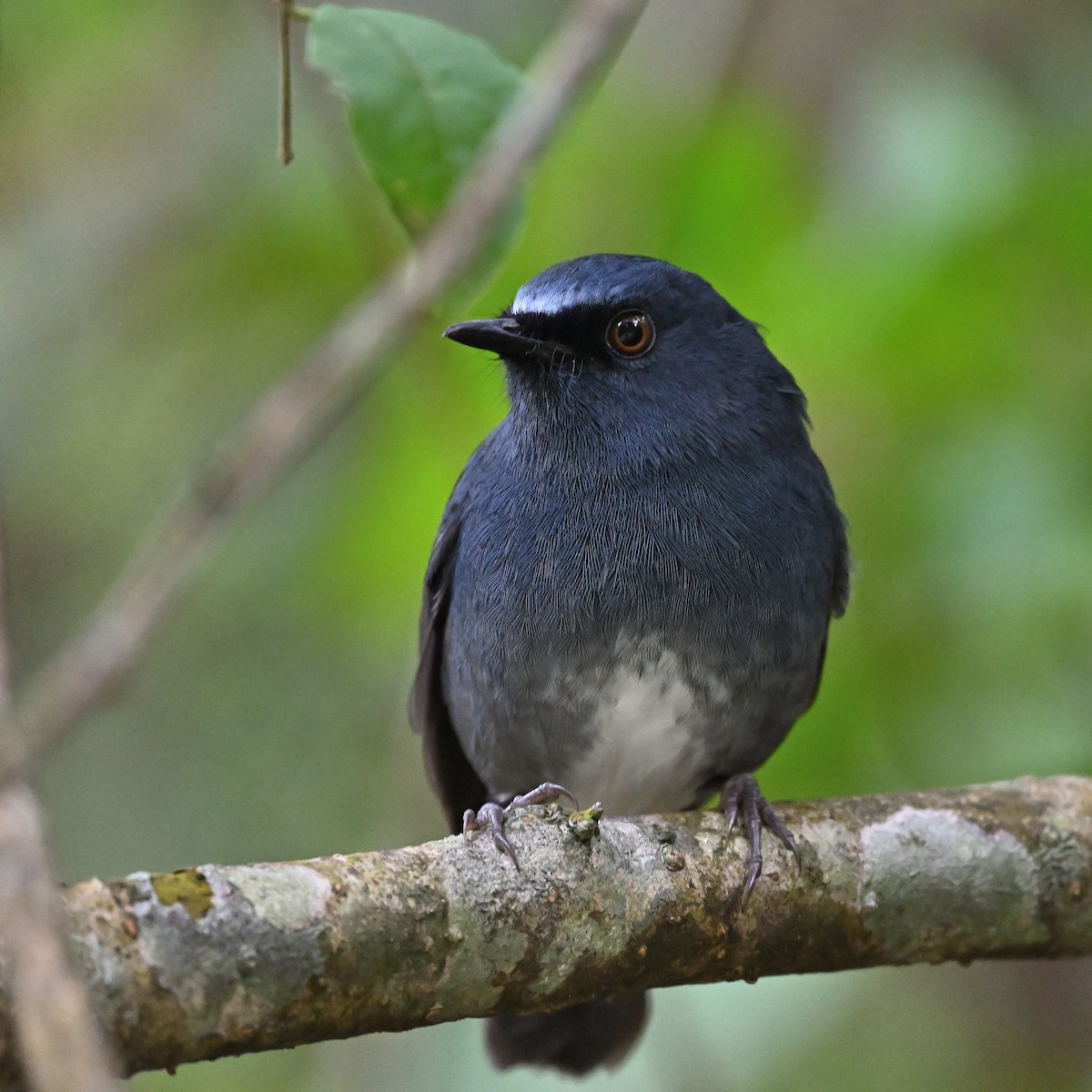 White-bellied Sholakili - ML646682926