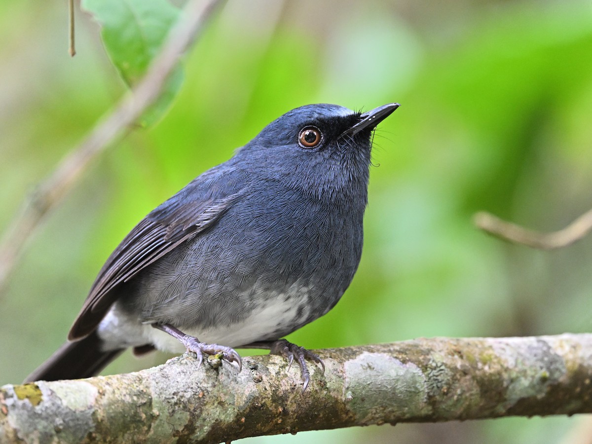White-bellied Sholakili - ML646682927