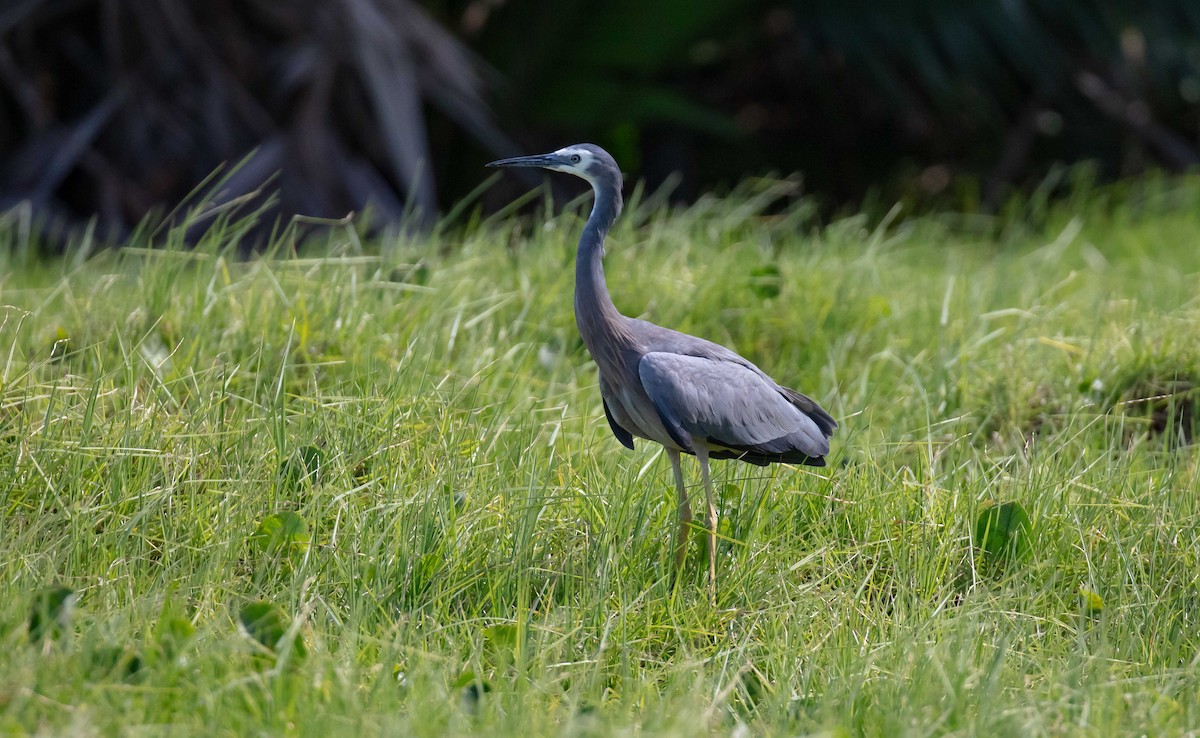 White-faced Heron - ML646682928