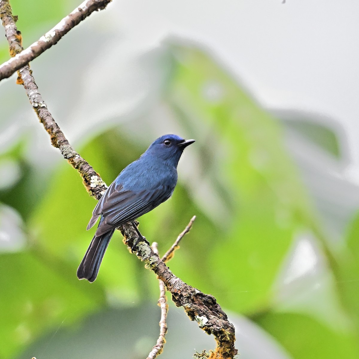 Nilgiri Flycatcher - ML646682929