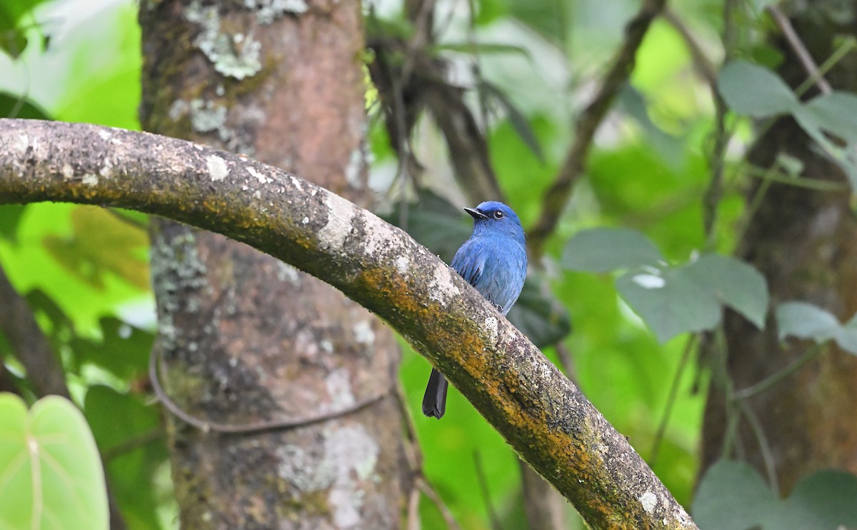 Nilgiri Flycatcher - ML646682930