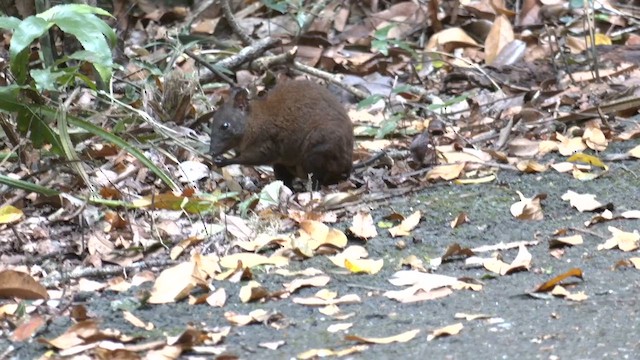 Musky Rat-kangaroo - ML646682932