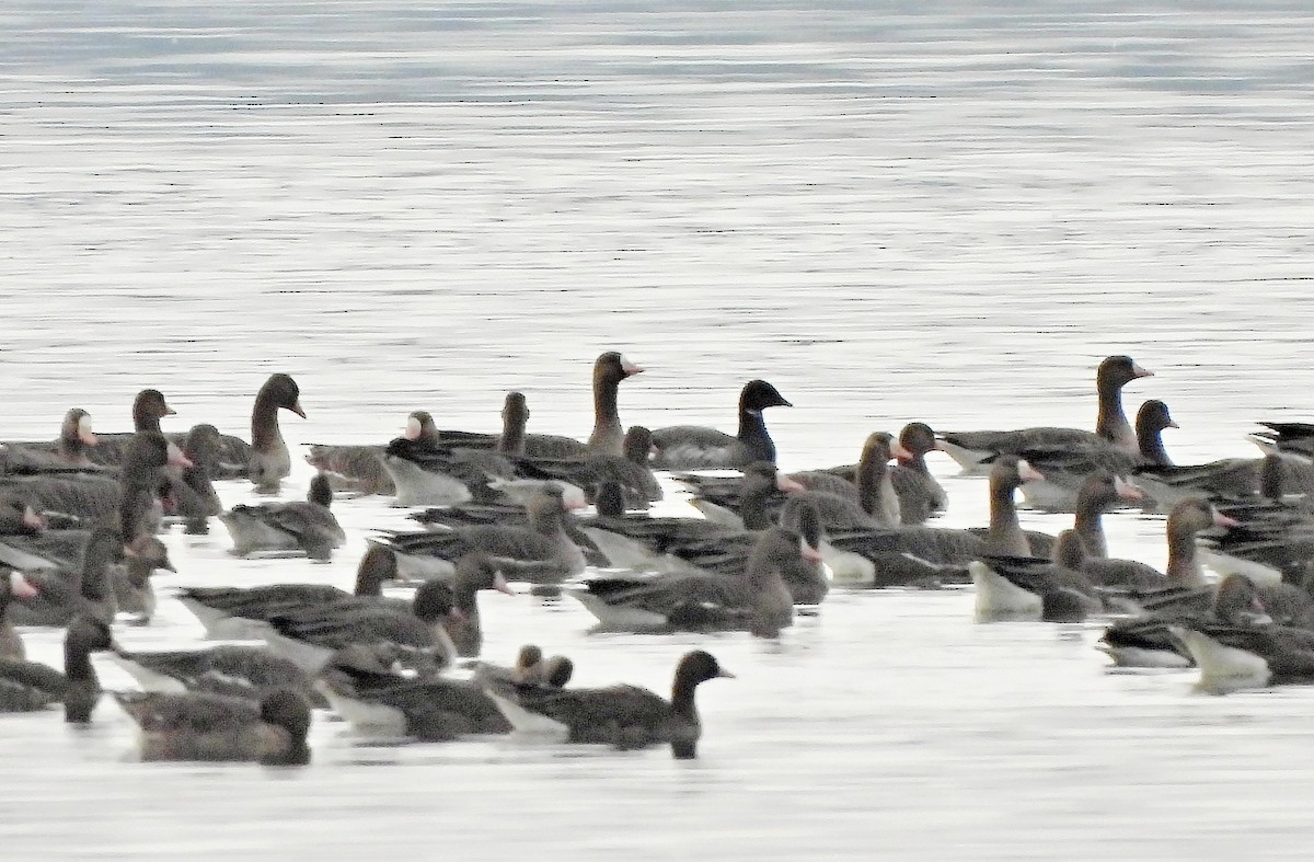 Oca colombaccio - ML646682940