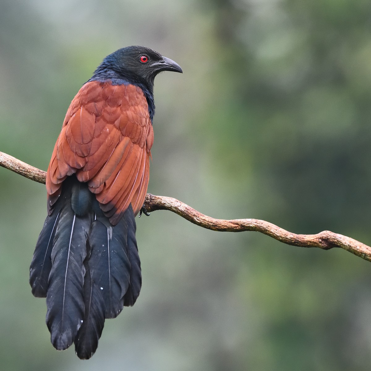 Greater Coucal - ML646682944
