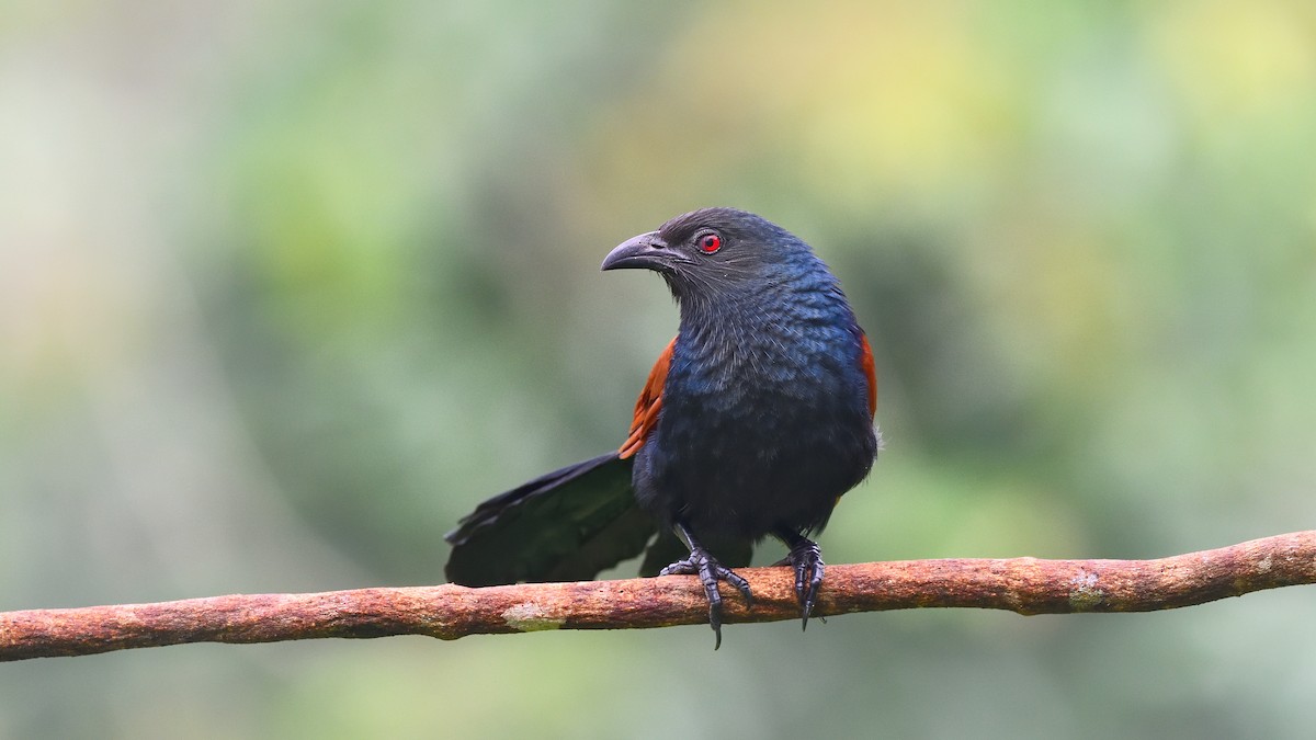 Greater Coucal - ML646682945