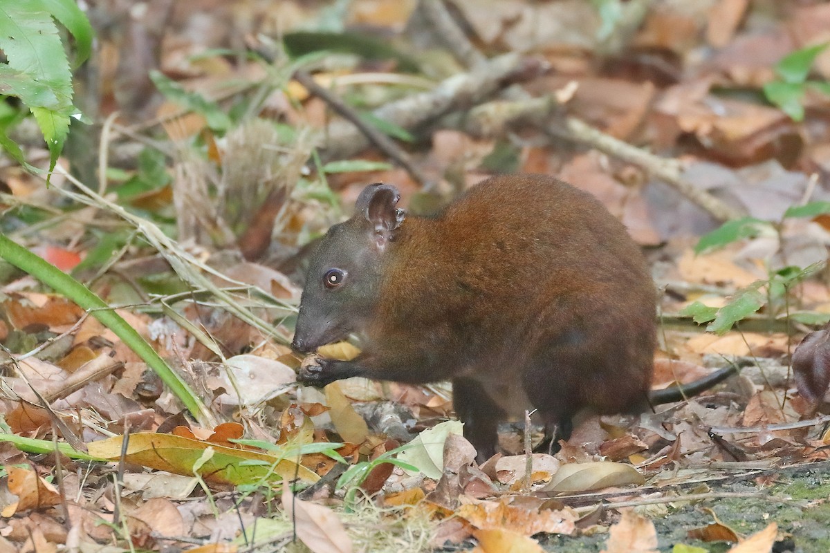 Musky Rat-kangaroo - ML646682950