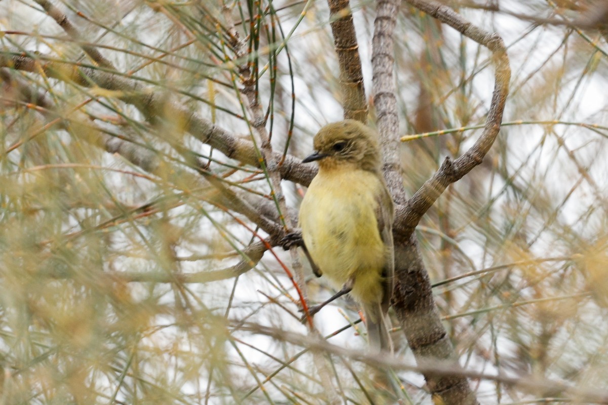 Yellow Thornbill - ML646682952