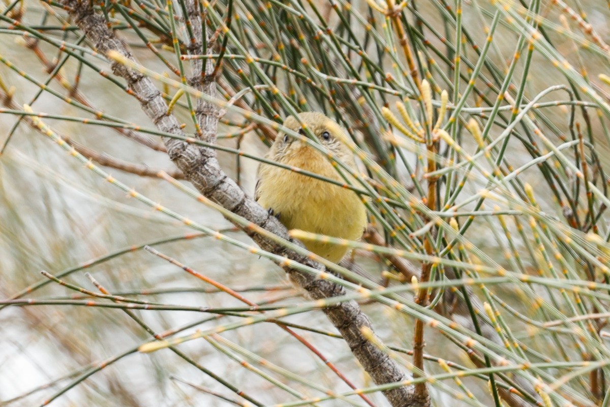 Yellow Thornbill - ML646682953
