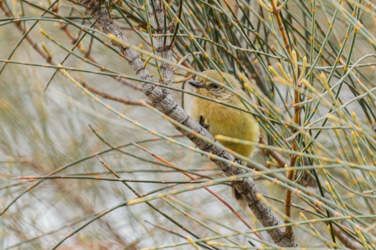 Yellow Thornbill - ML646682954