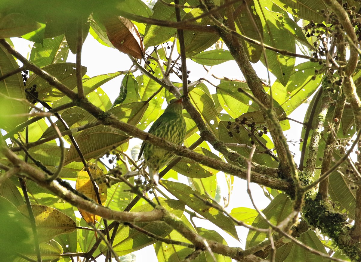 Masked Fruiteater - ML646682957