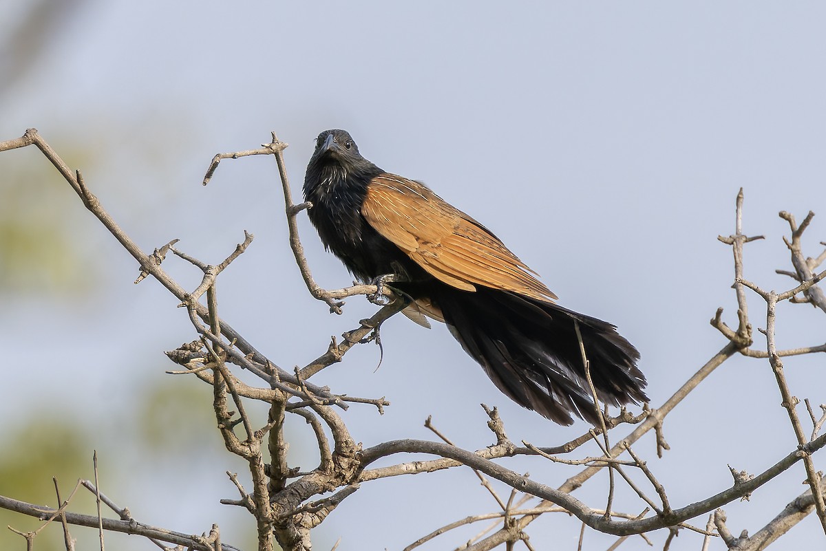 Black Coucal - ML646682959