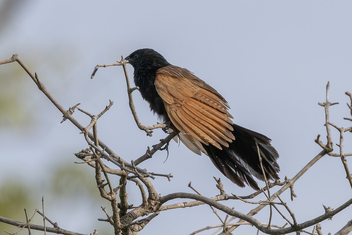 Black Coucal - ML646682960