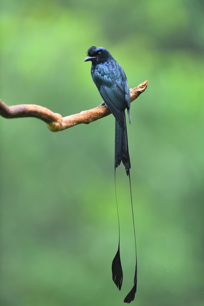 Greater Racket-tailed Drongo - ML646682962