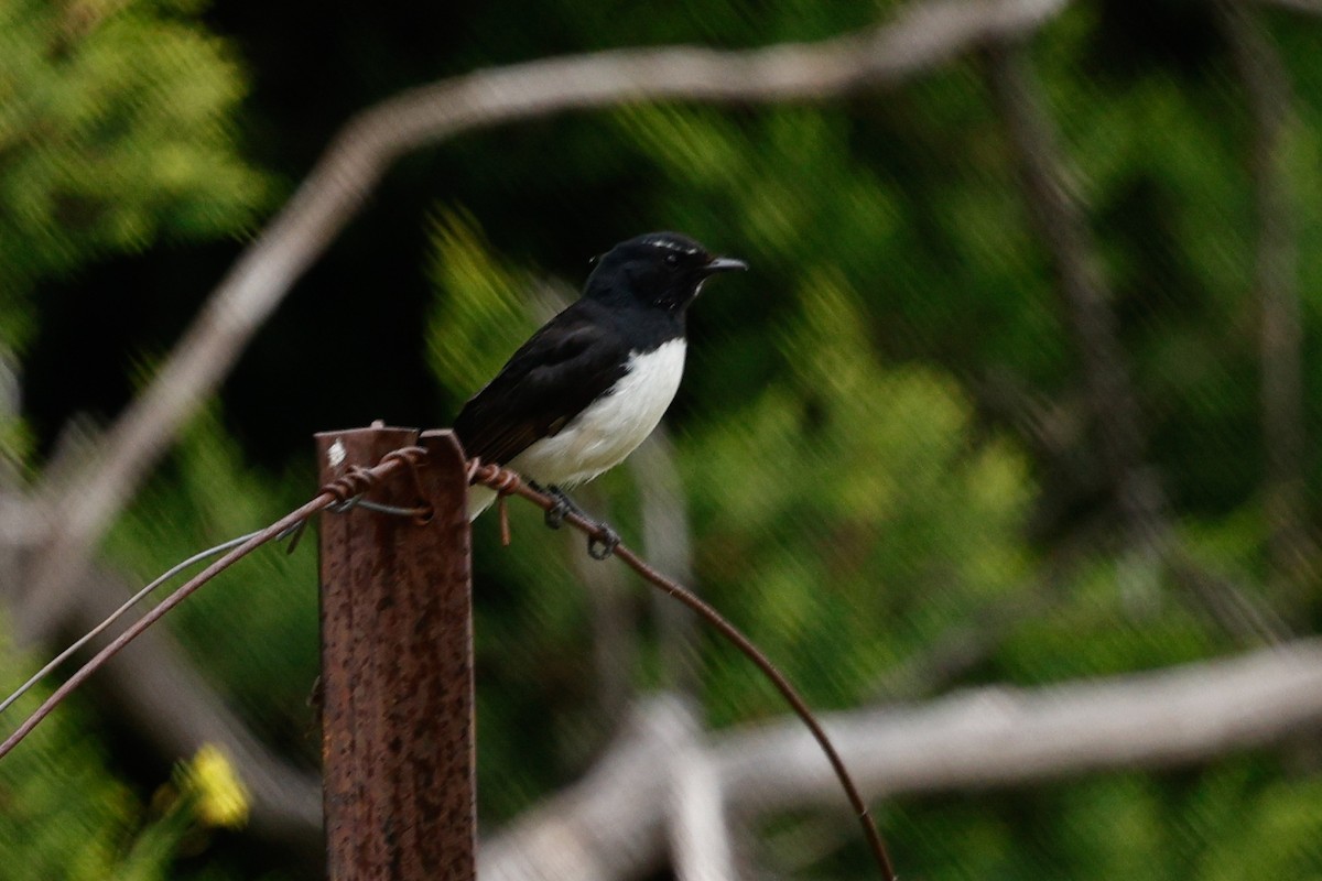 Willie-wagtail - ML646682963