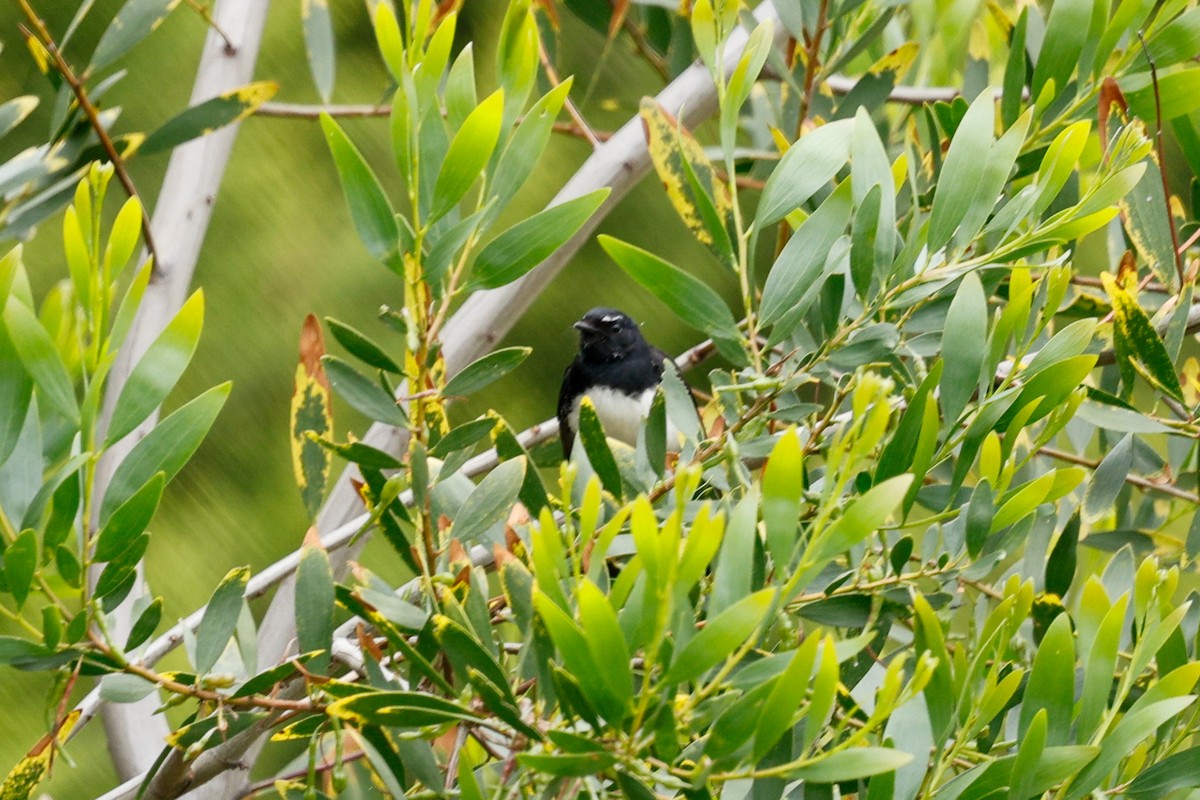 Willie-wagtail - ML646682964