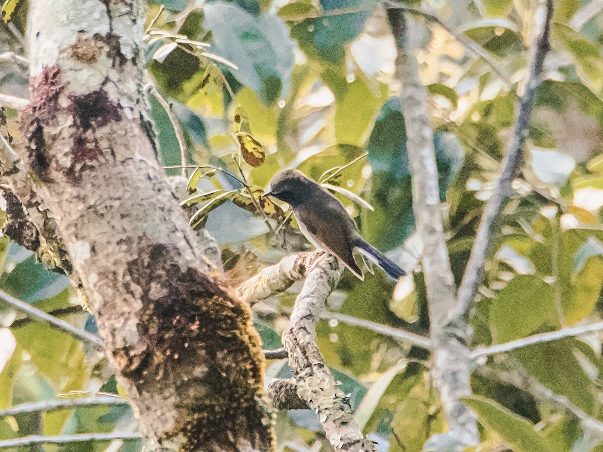 Rufous-gorgeted Flycatcher - ML646682965