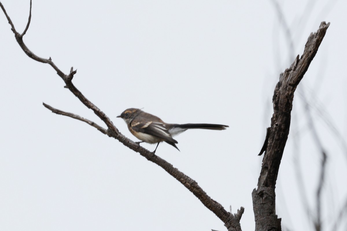 Gray Fantail - ML646682966