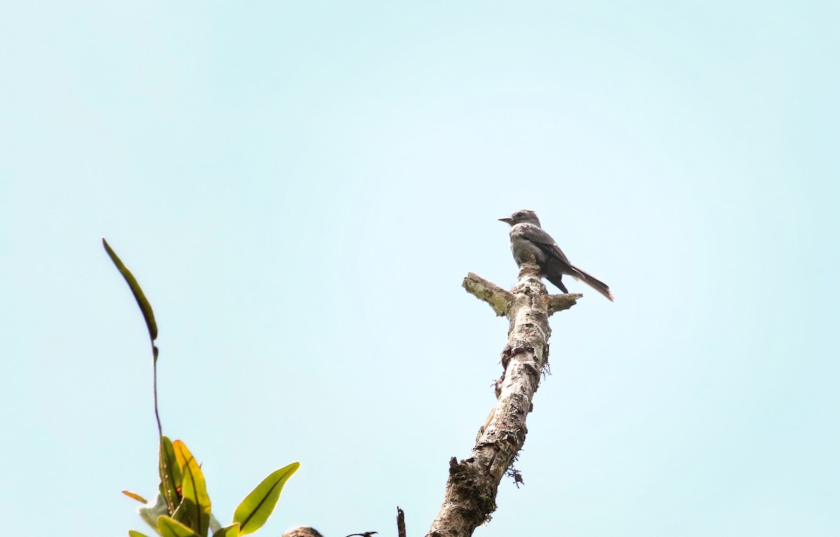 Smoke-colored Pewee - ML646682970