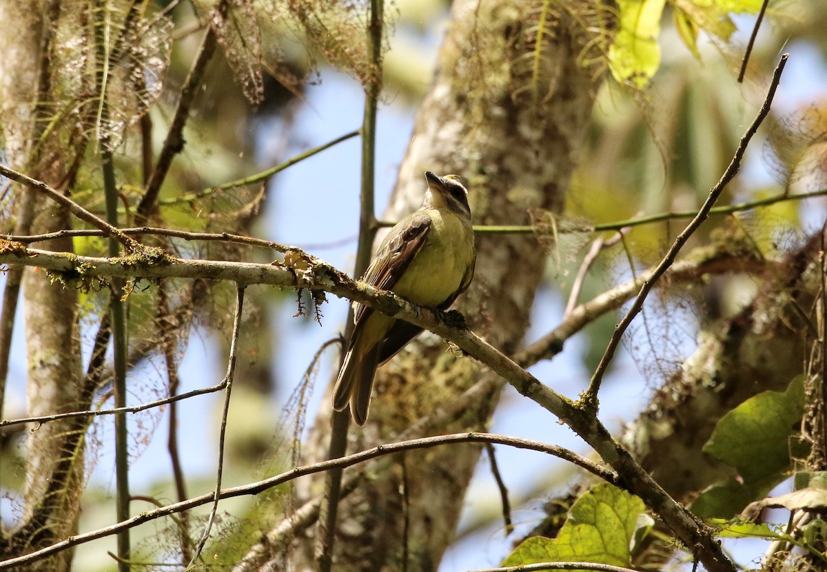 Golden-crowned Flycatcher - ML646682978