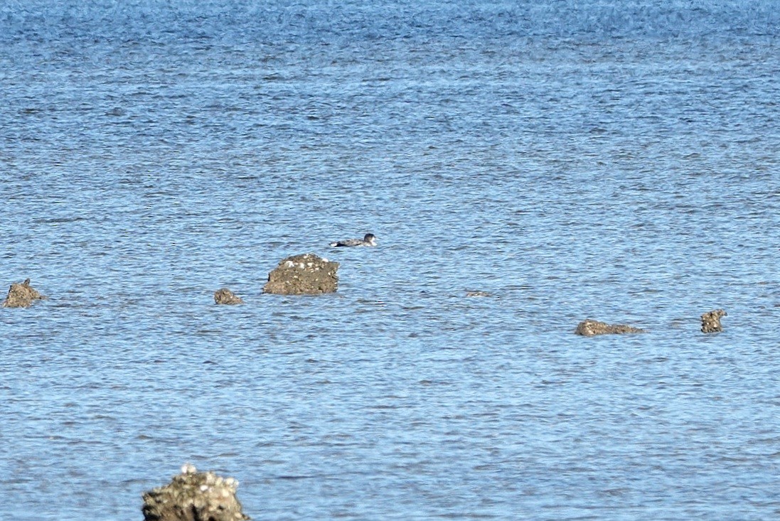 Common Loon - ML646682979