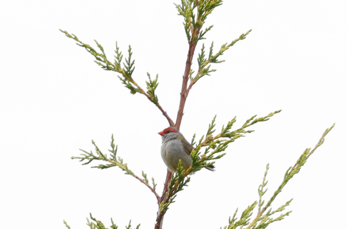 Red-browed Firetail - ML646682982