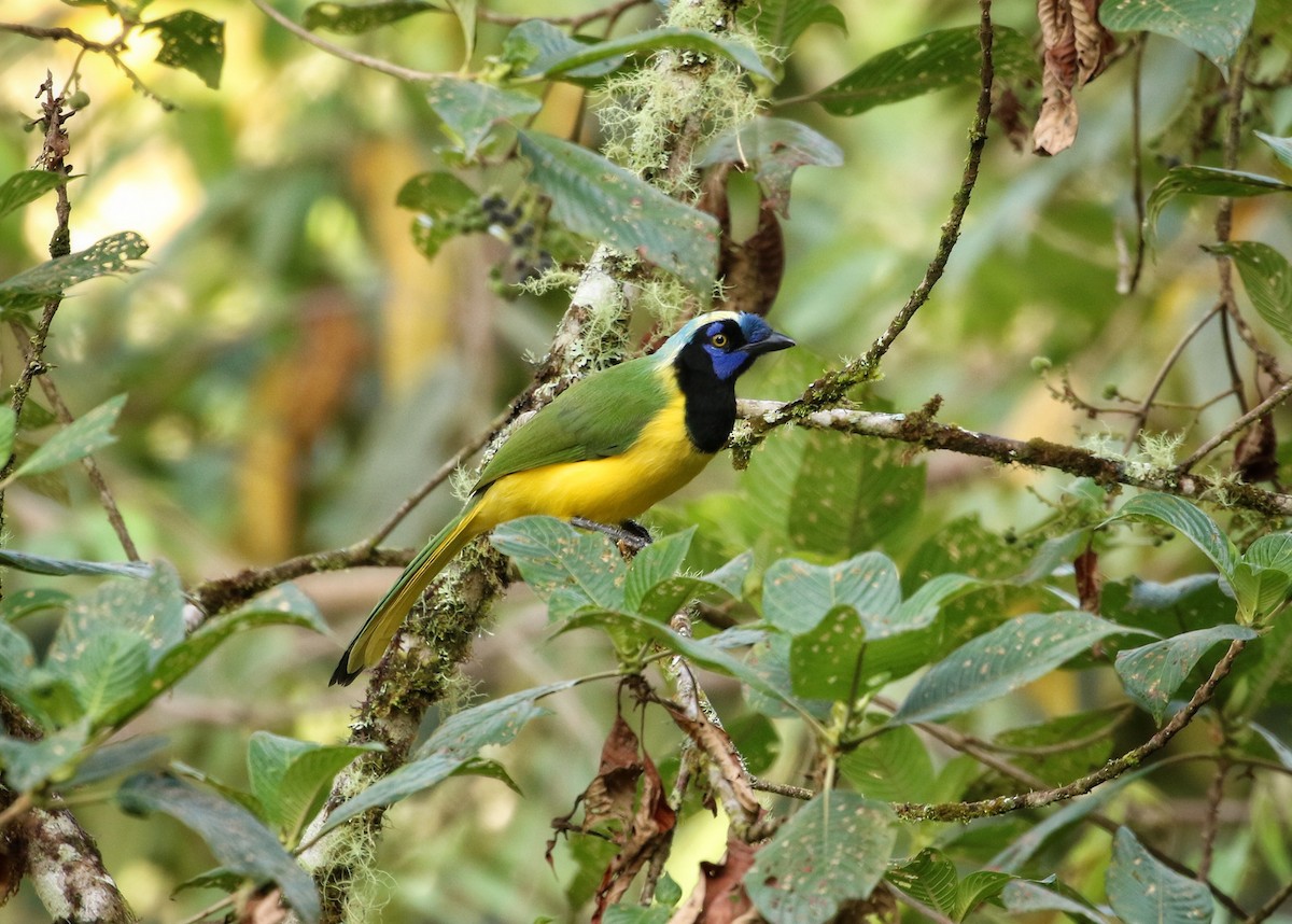 Перуанская сойка [группа yncas] - ML646682985