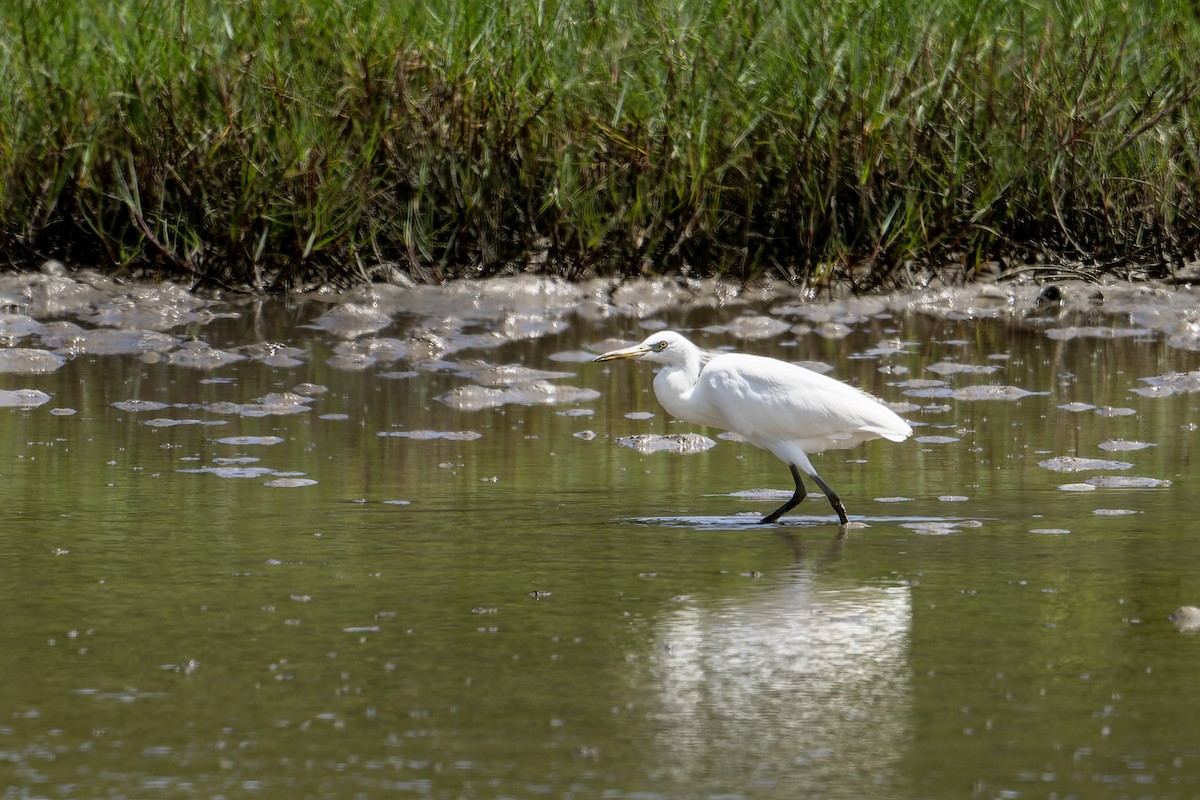 Swinhoe Ak Balıkçılı - ML646682987