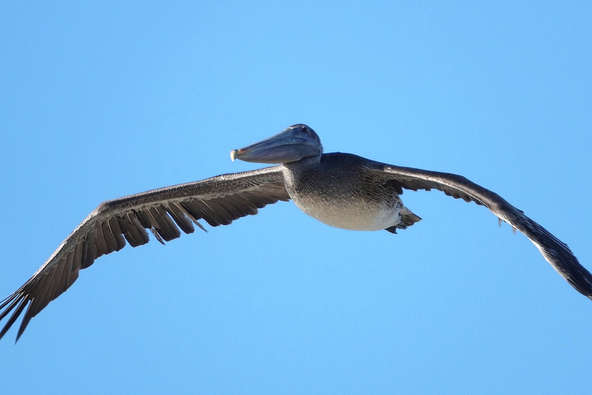 Brown Pelican - ML646682989